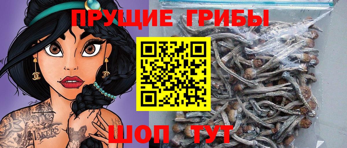 Россия  Псилоцибиновые грибы GOLDEN TEACHER  Вход с VPN 
