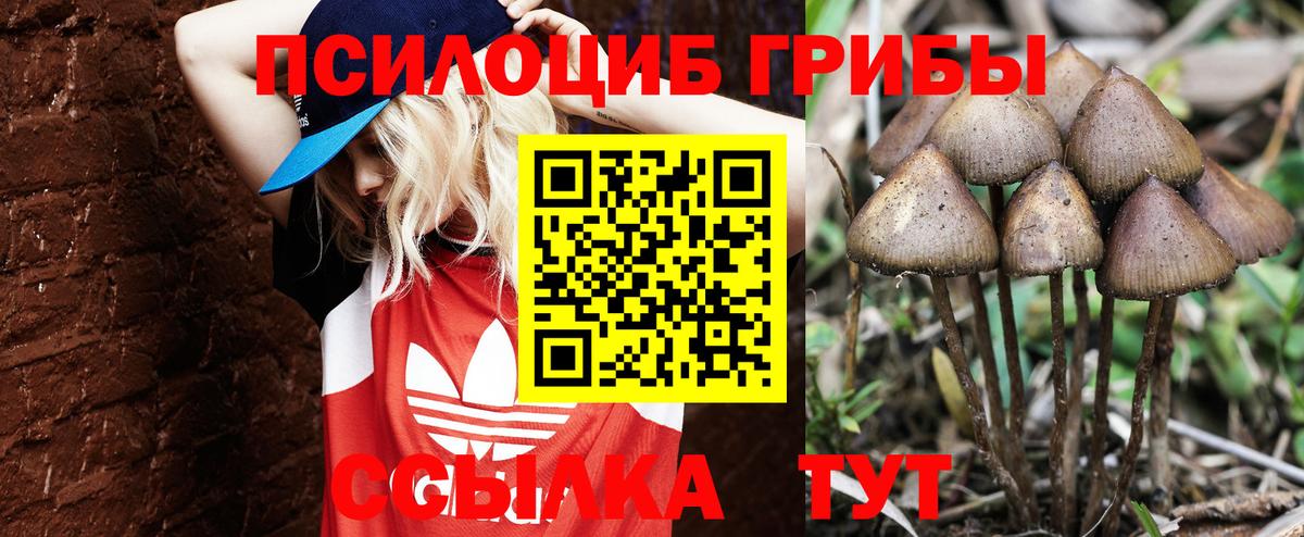 Псилоцибиновые грибы GOLDEN TEACHER Россия